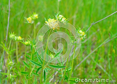 Yellow Flowers Anthyllis vulneraria on meadow. Horisontal Stock Photo