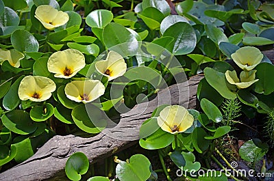 Yellow flowers of the aquatic water poppy Stock Photo