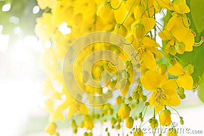 Yellow flowers Background Stock Photo