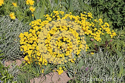 Yellow flowers of Basket-of-gold plant or Aurinia saxatilis Alyssum saxatile in garden Stock Photo