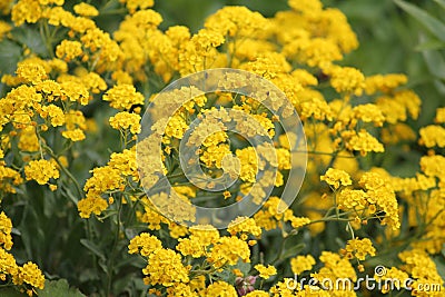 Yellow flowers of Basket-of-gold plant or Aurinia saxatilis syn. Alyssum saxatile Stock Photo