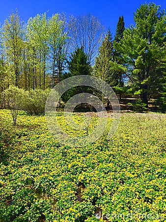 Yellow flowers blanket a field in Maine Stock Photo