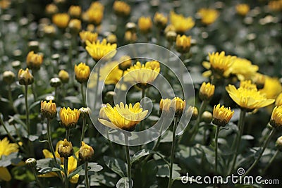 Yellow flowers in bloom. Full frame used as background. Ggentle yellow flowers Stock Photo