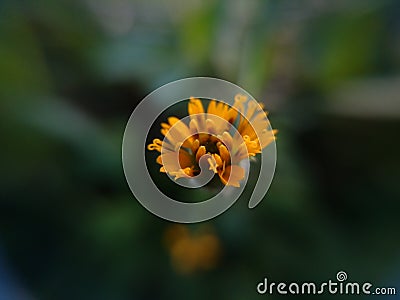 Yellow flowers bloomed focus mind Stock Photo