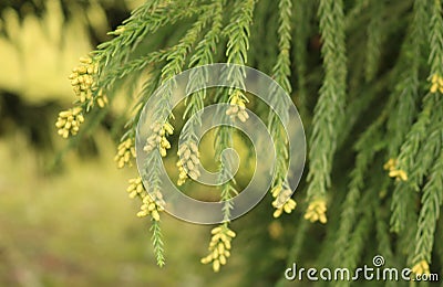 Yellow flowers blooming on a Cryptomeria tree in springtime. Stock Photo
