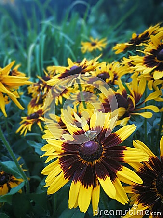 Yellow flowers blooming in the grass Stock Photo