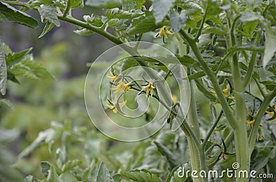 Yellow flowers of blooming tomatoes ready for pollination in a greenhouse. Flowers of tomato on the stem Stock Photo
