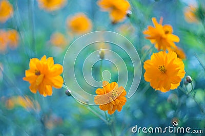 Yellow flowers on a blue background. Yellow cosmos flowers on a beautiful background. Selective focus Stock Photo