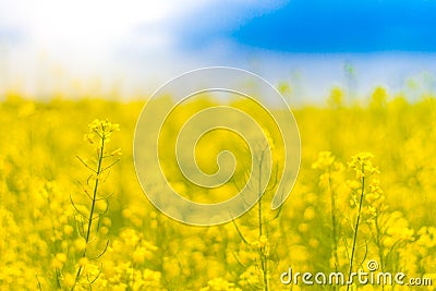 Yellow flowers and blue sky. Spring or summer meadow field landscape Stock Photo