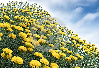 Yellow flowers Stock Photo