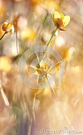 The yellow flowers of a buttercup Stock Photo