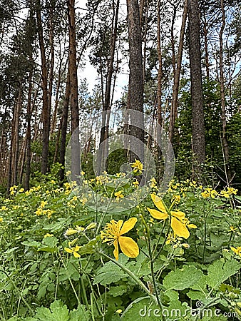 yellow flowers of celandine against the background of pine trunks on a summer day. Stock Photo