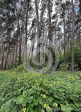 yellow flowers of celandine against the background of pine trunks on a summer day. Stock Photo