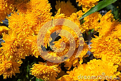 Yellow flowers closeup. Sunny garden detail photo. Summer floral abstract background. Yellow orange daisy Stock Photo