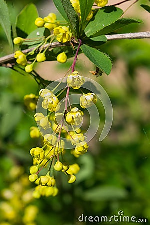 Yellow flowers cluster on blooming Common or European Barberry, Berberis Vulgaris, macro, selective focus, shallow DOF Stock Photo