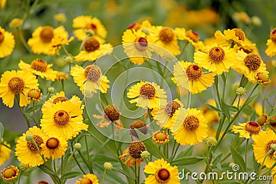 Yellow flowers of common sneezeweed or Helenium autumnale Stock Photo