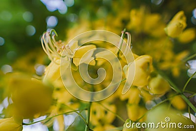 Yellow flowers that are commonly found along various roads, namely the color of Cassia fistula flower or Ratchapruek flowers, Stock Photo