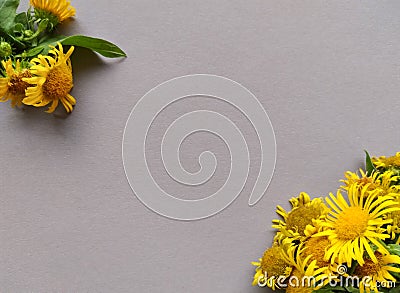 yellow flowers in corners of light purple paper Stock Photo