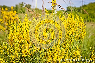 Yellow Flowers of a dyer broom Genista tinctoria, dyer`s greenweed. Medicinal plant Stock Photo