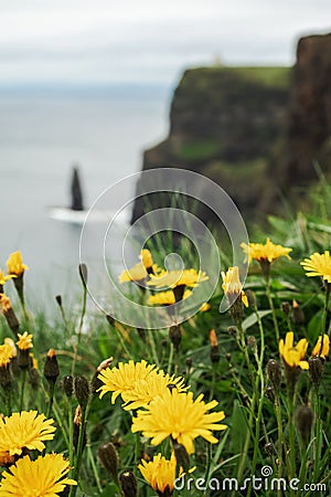 Yellow flowers on the edge of Cliff of Moher in focus, Atlantic ocean. out of focus. Popular tourist destination. County Clare, Stock Photo