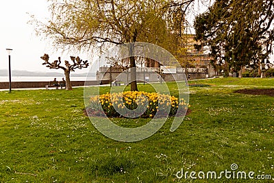 Yellow flowers on the embankment of Langenargen. Daffodils. Plant, gardening Editorial Stock Photo