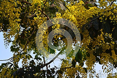 Yellow flowers are everywhere in spring Stock Photo