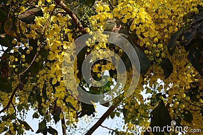 Yellow flowers are everywhere in spring Stock Photo