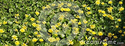 yellow flowers of Ficaria verna Huds. Ranunculaceae family in sunlight Stock Photo