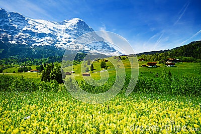 Yellow flowers field, beautiful Swiss landscape Stock Photo