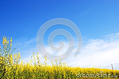 Yellow flowers field and blue sky background Stock Photo
