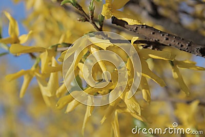 Yellow flowers Stock Photo