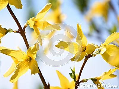Yellow flowers on Forsythia bush Stock Photo