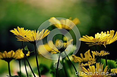 Yellow flowers for Friendship in summer days Stock Photo