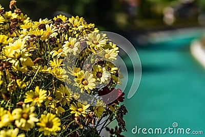 yellow flowers in front of an aqua pool with a small bridge in the distance Stock Photo