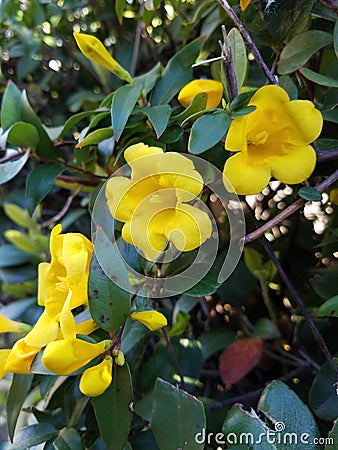 Yellow Flowers Fully in Bloom Stock Photo