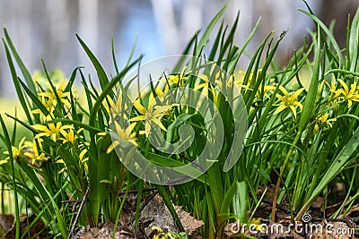 Yellow flowers gagea spring grass Stock Photo