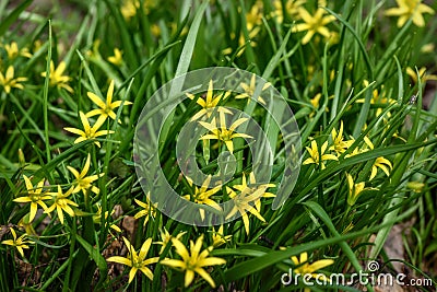 Yellow flowers gagea spring grass Stock Photo