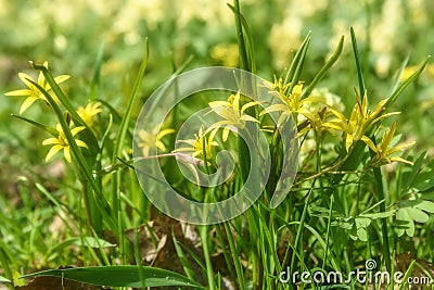 Yellow flowers gagea spring grass Stock Photo