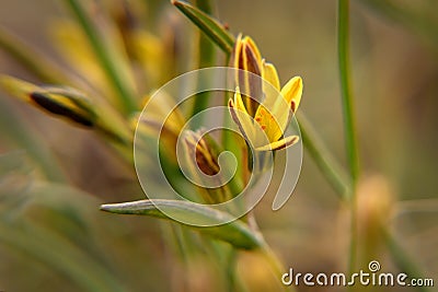 Yellow flowers gagea spring grass Stock Photo