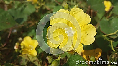 Yellow flowers in the garden Editorial Stock Photo