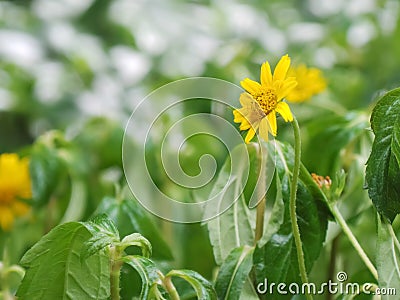 Yellow flowers in the garden Feeling Refreshing Stock Photo