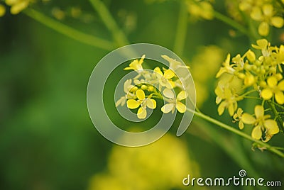 Yellow flowers in the garden Stock Photo