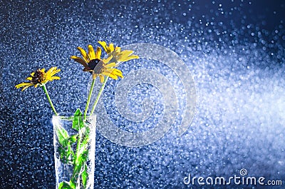 Yellow flowers in a glass vase with water spray in a beam of light on a dark background. Stock Photo