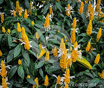 yellow flowers of golden shrimp plant lollipop plant Stock Photo