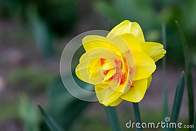 Yellow flowers on green background. Garden flower Stock Photo