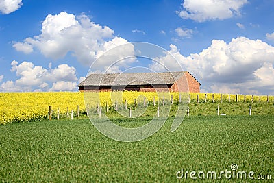Yellow flowers and Green grass against the cottage. Stock Photo