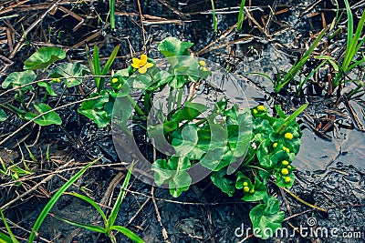 Yellow flowers with green large leaves grow on swampy soil with mud and water. Stock Photo