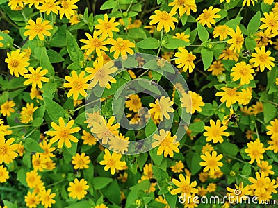 Yellow flowers with green leaves in nature garden background. Stock Photo
