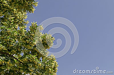 Yellow flowers and green leaves of Tilia, linden or lime tree in summer, district Drujba Stock Photo