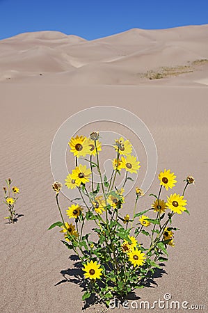 Yellow Flowers Growing In Dunes Stock Photo